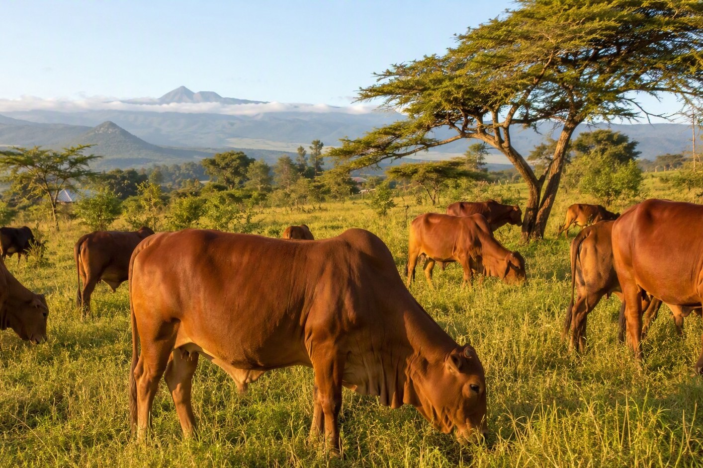 Beef Cattle