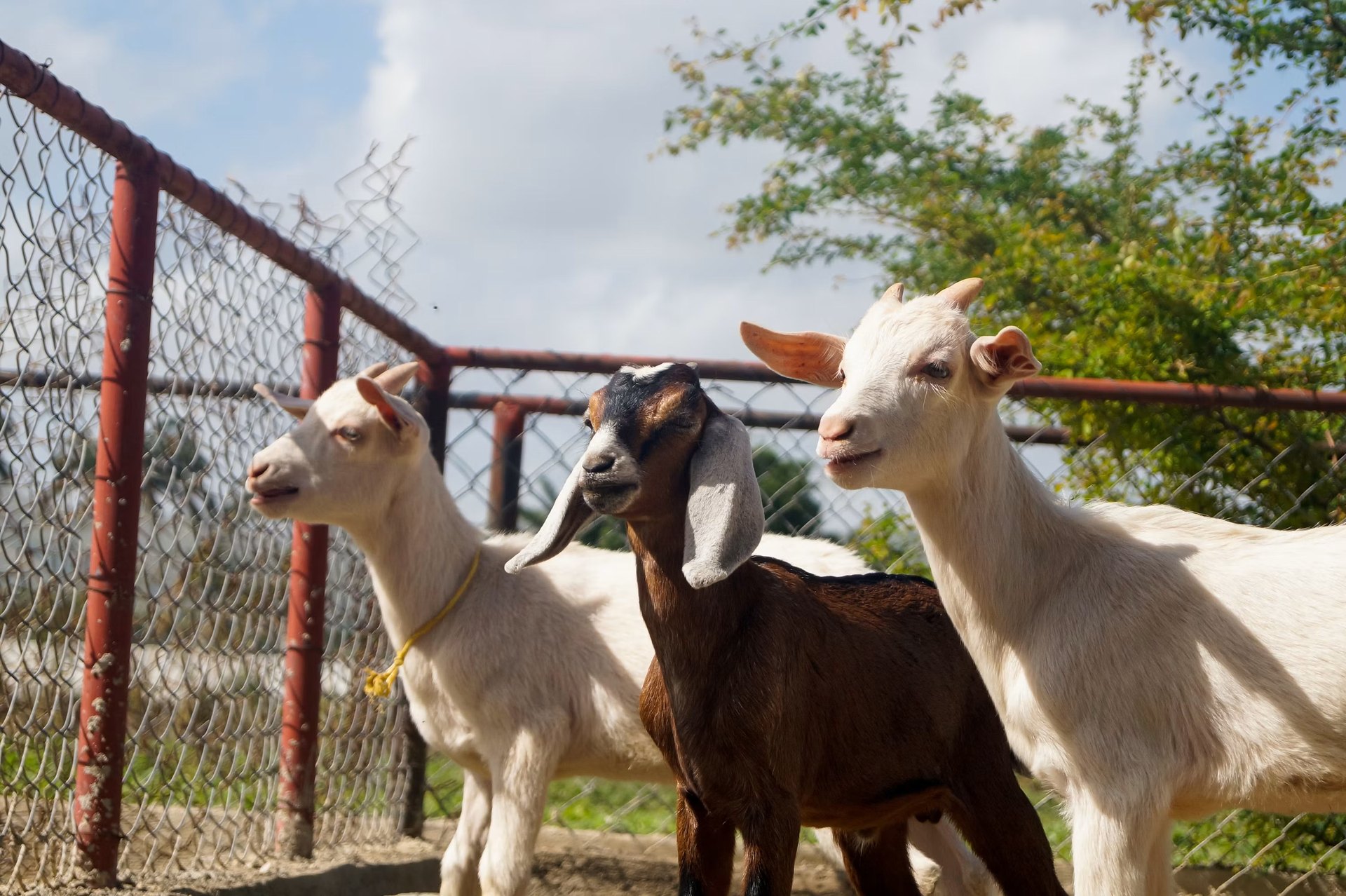 Goats on the farm